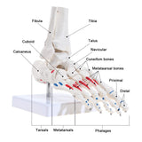 Right Foot and Ankle Skeletal Model 