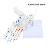 Right Foot and Ankle Skeletal Model with removable stand
