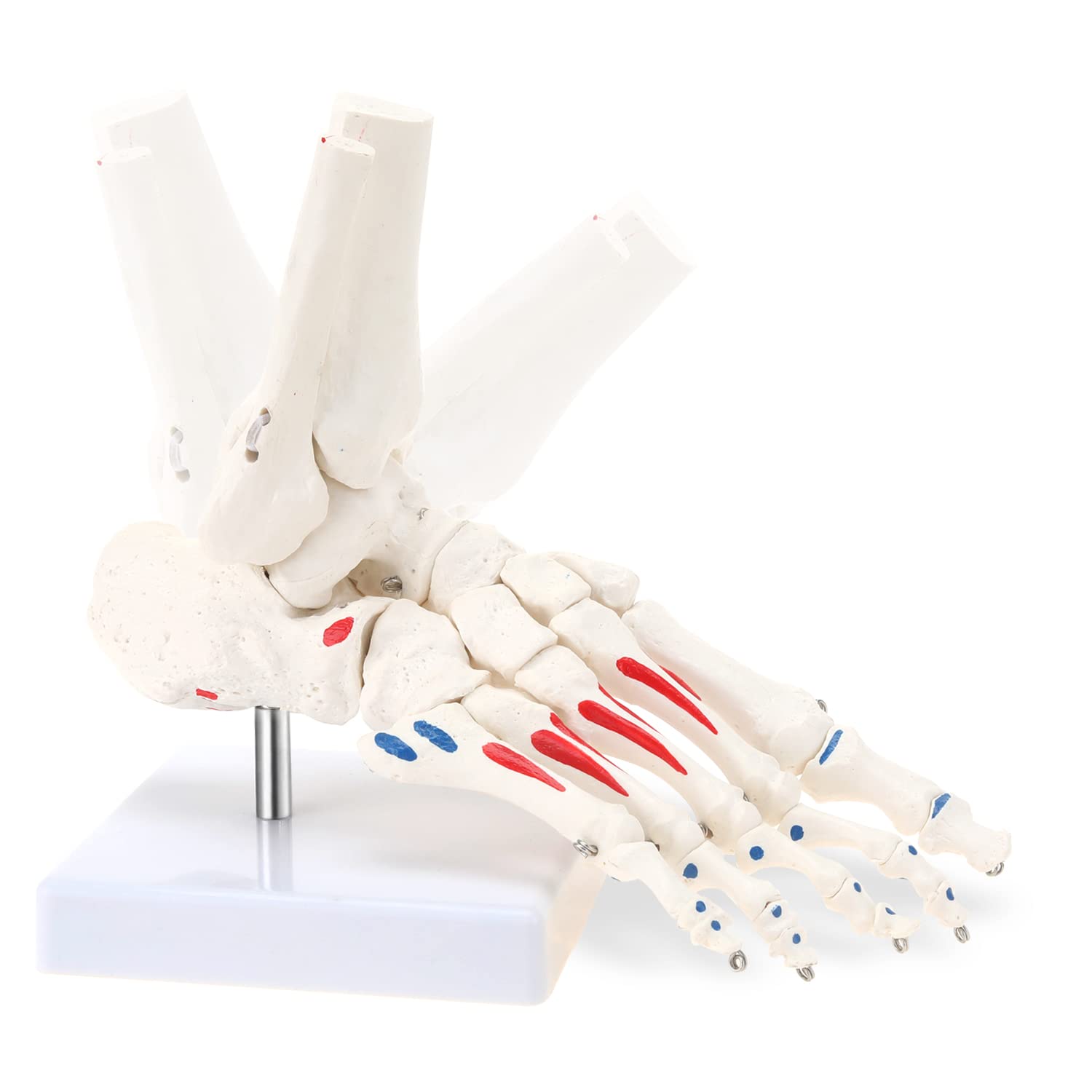 RONTEN Right Foot and Ankle Skeletal Model 