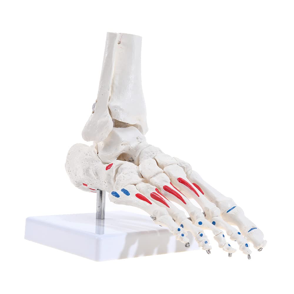 RONTEN Life Size Medical Anatomical Right Foot and Ankle Skeletal Model Fully Articulated