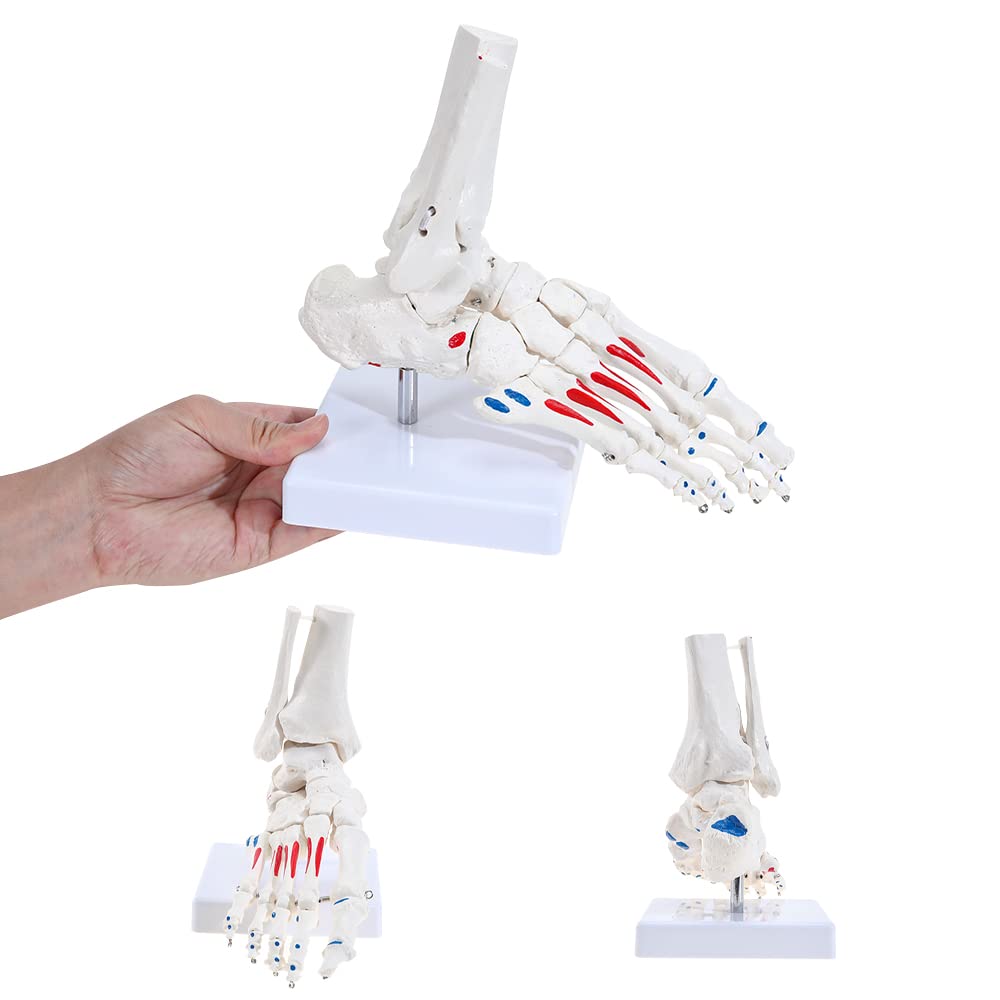 Right Foot and Ankle Skeletal Model 