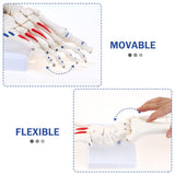 Right Foot and Ankle Skeletal Model Movable and Flexible