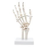 RONTEN Hand Joint Model Human Hand Skeleton Anatomical Model Showing Ulna and Radius