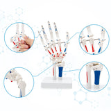 RONTEN Hand Joint Model Human Hand Skeleton Anatomical Model with Muscle Starting and Ending Points