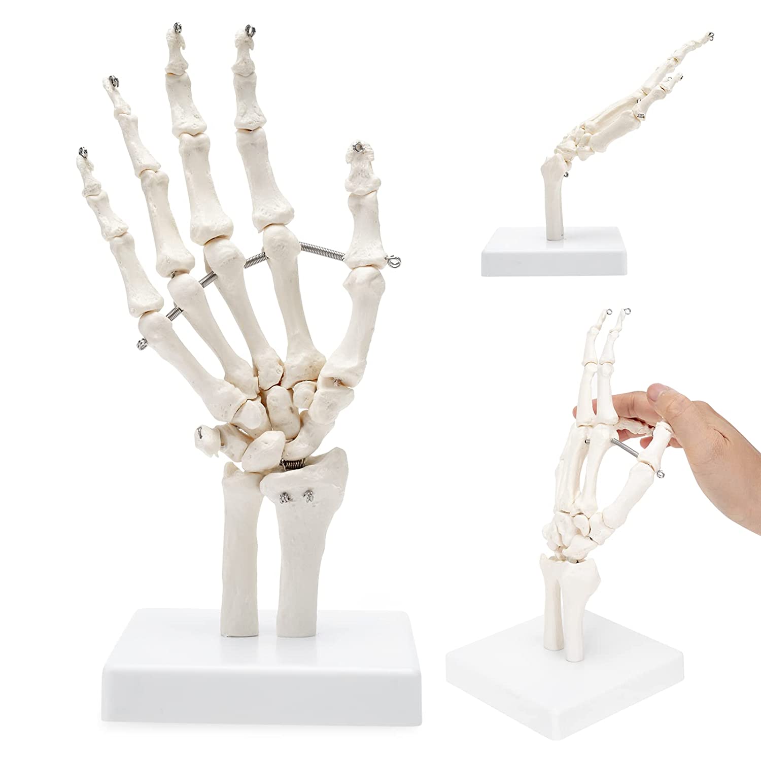 Hand Joint Model Human Hand Skeleton Anatomical Model Showing Ulna and Radius