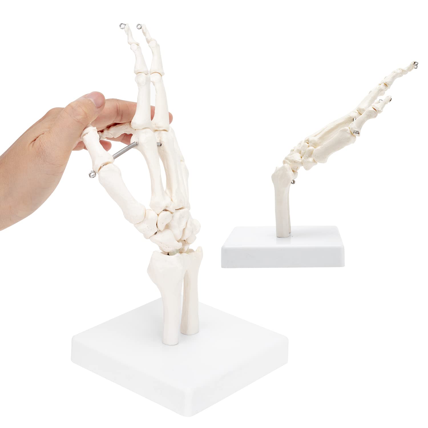 RONTEN Hand Joint Model Hand Skeleton Anatomical Model Showing Ulna and Radius