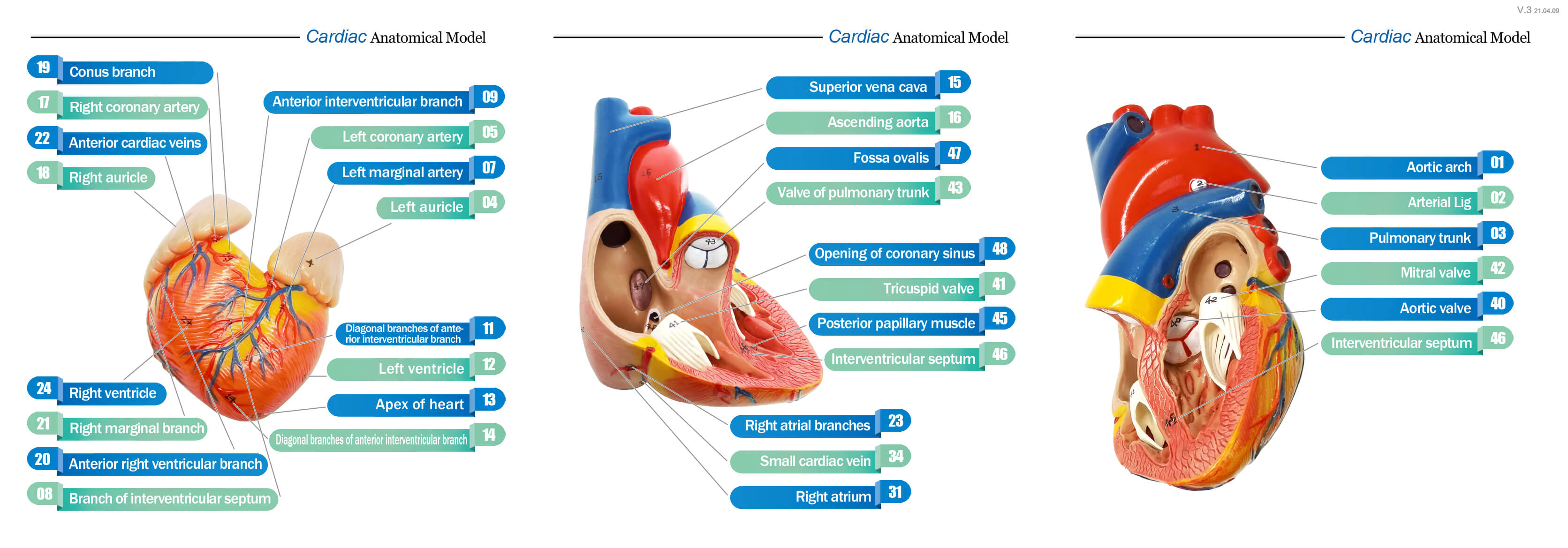 RONTEN Human Heart Model Life Size Anatomically Medical Heart Model