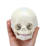 RONTEN Infant Skull Model Life Size Human Fetus Anatomical Skull Model