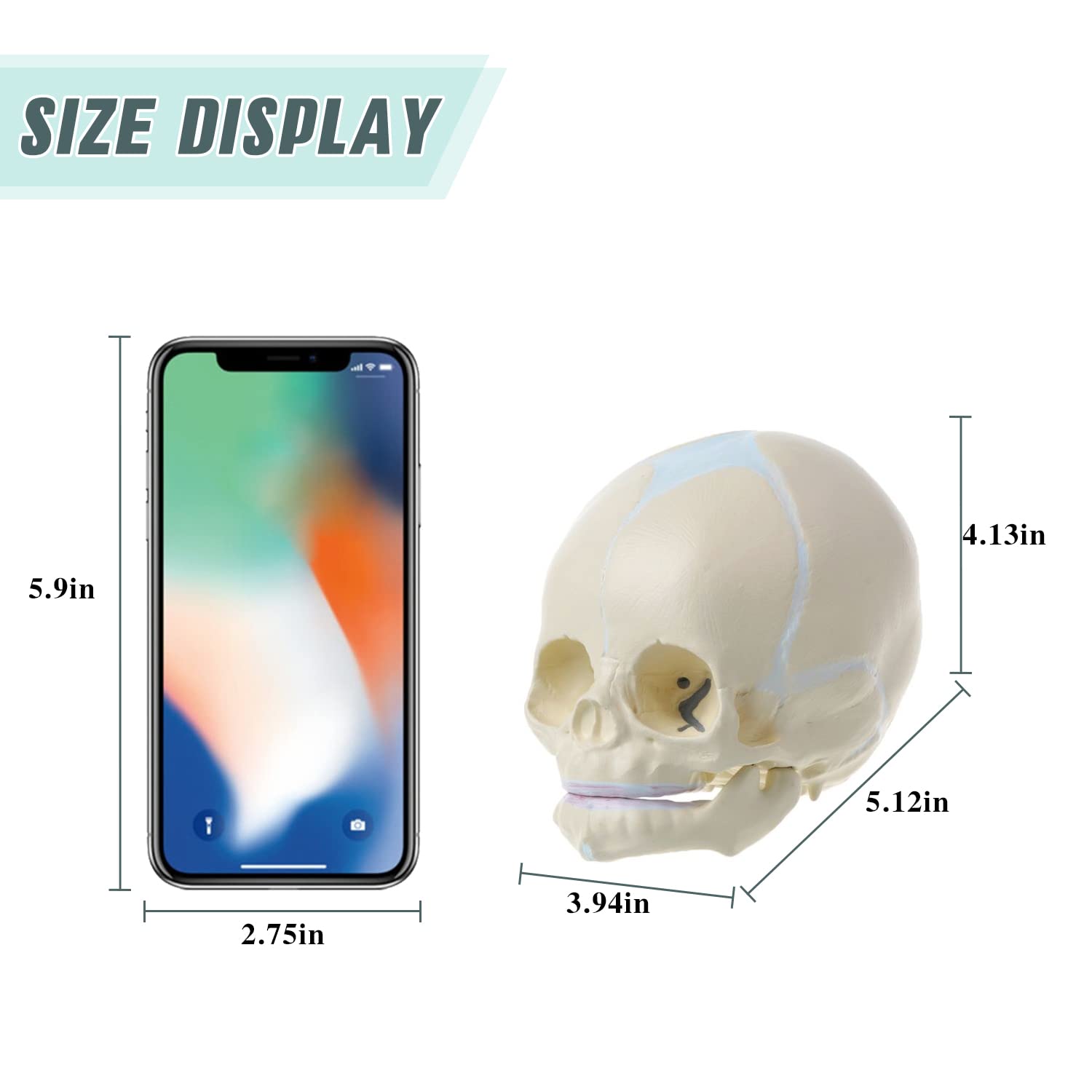 RONTEN Infant Skull Model Life Size Human Fetus Anatomical Skull Model SIZE