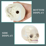 RONTEN Infant Skull Model Life Size Human Fetus Anatomical Skull Model display