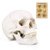 RONTEN Life Size Human Skull Model Hand-Painted in Color Suture Line Skull Model