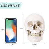 RONTEN Life Size Human Skull Model Hand-Painted in Color Suture Line Skull Model Size
