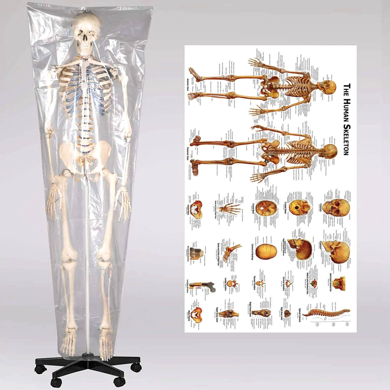 RONTEN 70.8"Human Skeleton Model Life Size Anatomical Skeleton Model