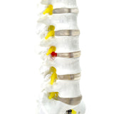 Lumbar Spine Model Lumbosacral Segment Model