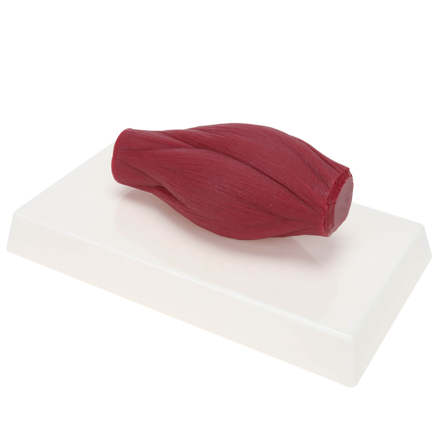 Muscle Model 1 Pound Muscle Model That Simulates Real Muscle Tissue