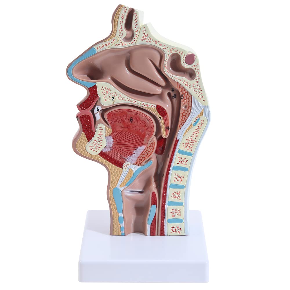 RONTEN Human Nasal Cavity Throat Anatomical Medical Teaching Model