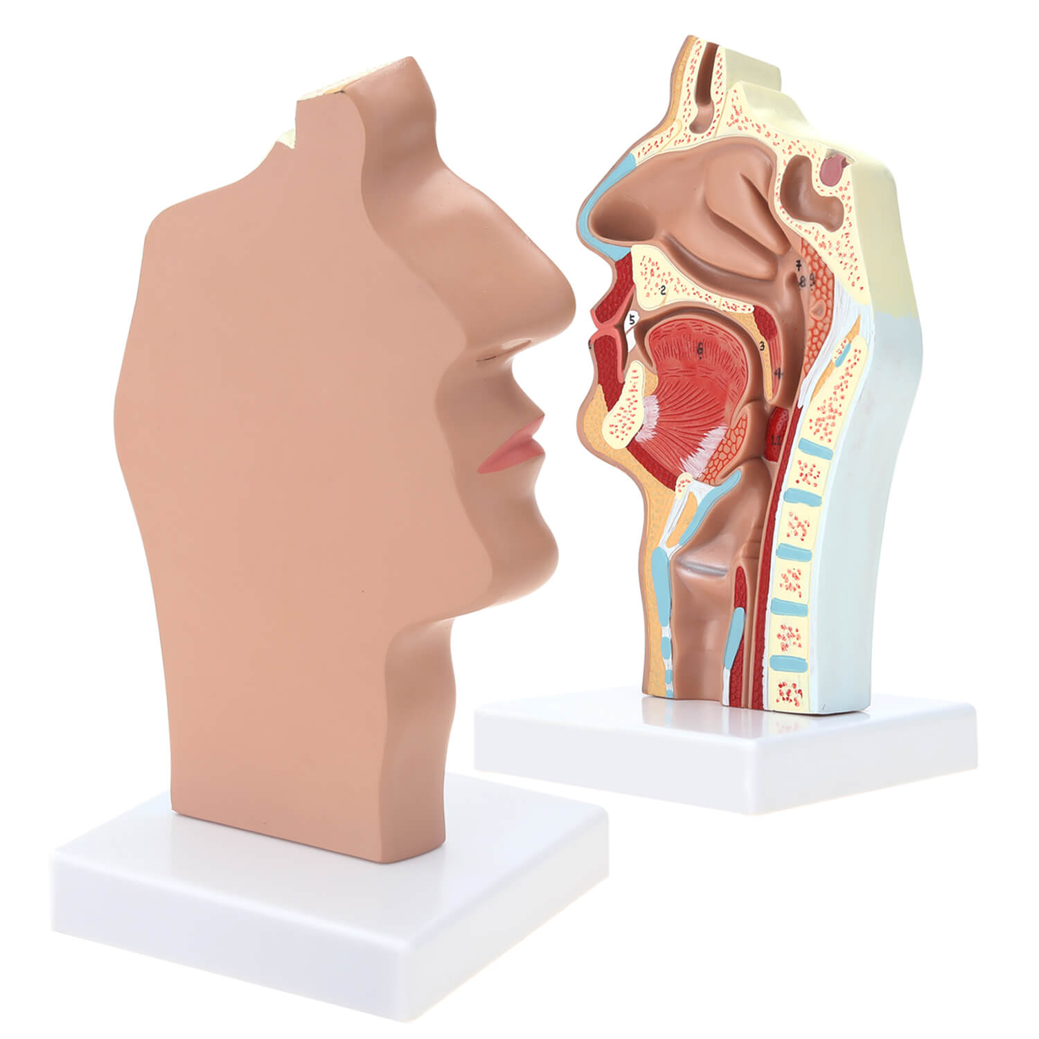 RONTEN Human Nasal Cavity Throat Anatomical Medical Teaching Model