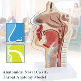 medical simulator, healthcare training, medical school, display model, demonstration model,RONTEN,Human Nasal Cavity Throat Anatomical Model