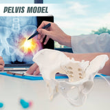 RONTEN Life Size Female Pelvis Model Flexible Female Anatomy Model Display