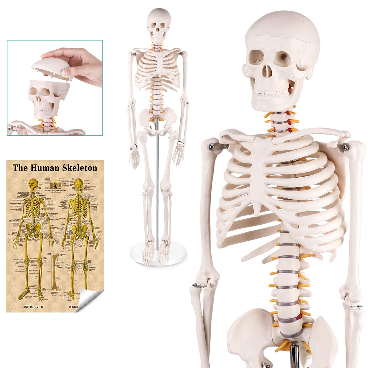 RONTEN Mini 33" Human Skeleton Anatomy Model Teaching Skeleton Model