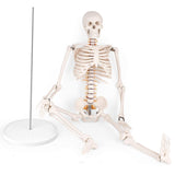 RONTEN Mini 33" Half Size Human Skeleton Model Teaching Anatomy Skeleton Model