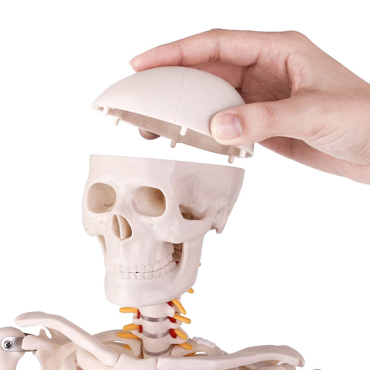 Teaching Skeleton Model,skeleton Model,RONTEN,Mini Human Skeleton Anatomy Model,  medical school, display model