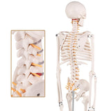 Mini Human Skeleton Anatomy Model,medical education models,Teaching Skeleton Model,skeleton Model,RONTEN