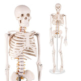 healthcare training, medical school, display model,medical education models,RONTEN,Mini Human Skeleton Anatomy Model,Teaching Skeleton Model