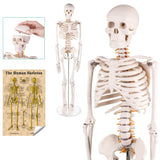 RONTEN Mini 33" Human Skeleton Anatomy Model Teaching Skeleton Model