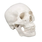 RONTEN Skull Model