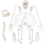 RONTEN 67" Complete Disarticulated Human Skeleton Model Life Size Human Skeleton Anatomy Model
