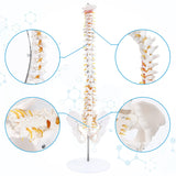 RONTEN 34" Human Spine Model Life Size Spinal Cord Model Anatomical Spine Model