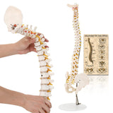 RONTEN 34" Human Spine Model Life Size Spinal Cord Model Anatomical Spine Model