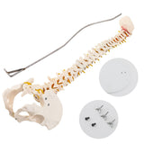 RONTEN 34" Human Spine Model Life Size Spinal Cord Model Anatomical Spine Model