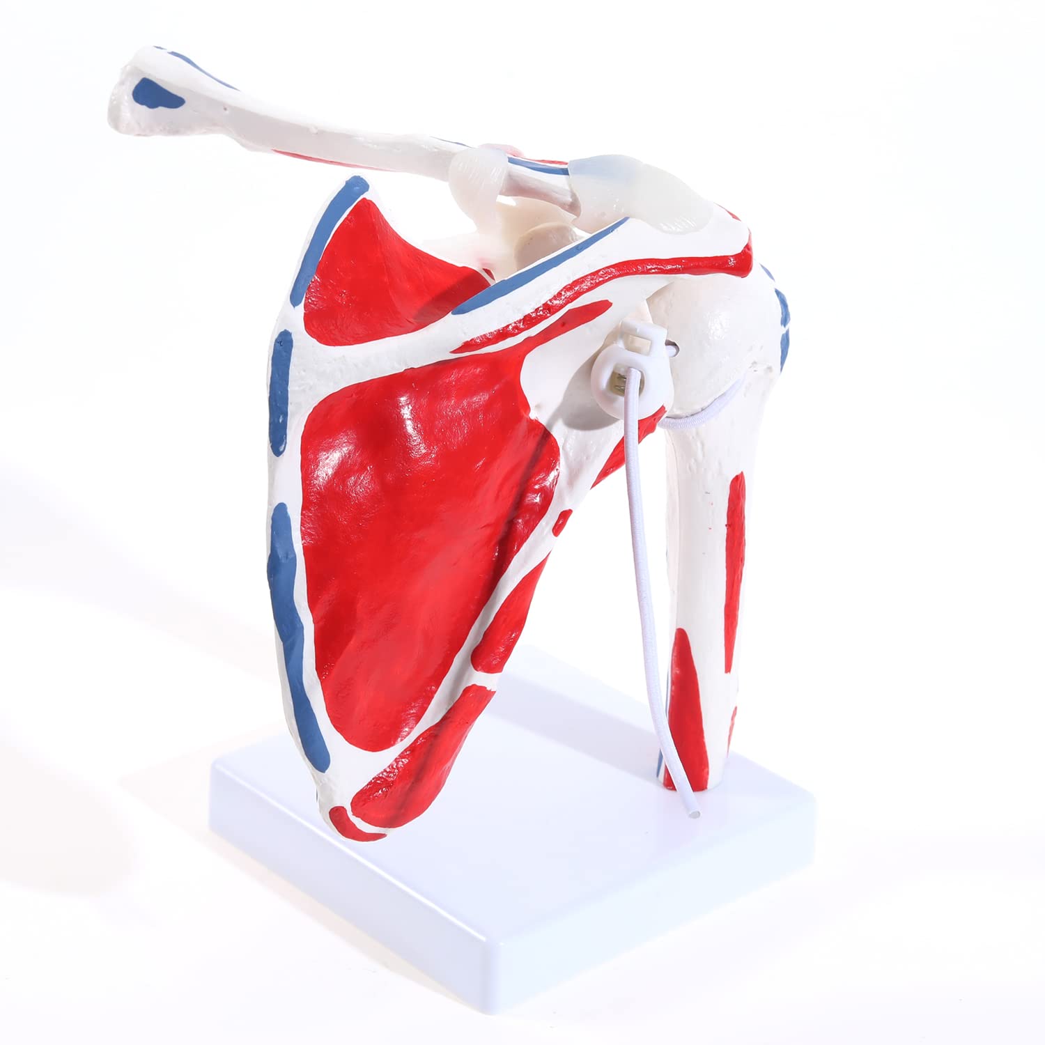 RONTEN New Shoulder Joint Model with Muscle Life Size Human Anatomical Shoulder Ligament Model