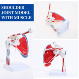 RONTEN New Shoulder Joint Model with Muscle Life Size Human Anatomical Shoulder Ligament Model Display