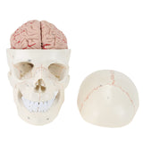 RONTEN Human Skull Model with Detachable Brain Life-Size Skull Model