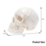 RONTEN Human Skull Model with Detachable Brain Life-Size Skull Model SIZE
