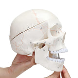 Skull Model