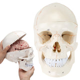 RONTEN Human Skull Model with Detachable Brain Life-Size Skull Model