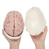 Skull Model with Detachable Brain Life-Size Skull Model