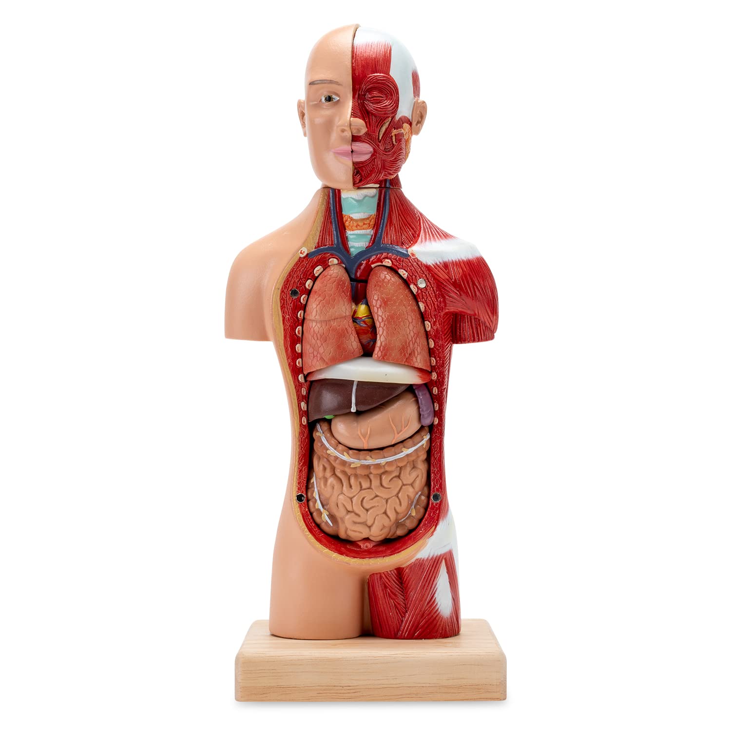 New Human Torso Body Model Anatomy Models Removable 15 Parts
