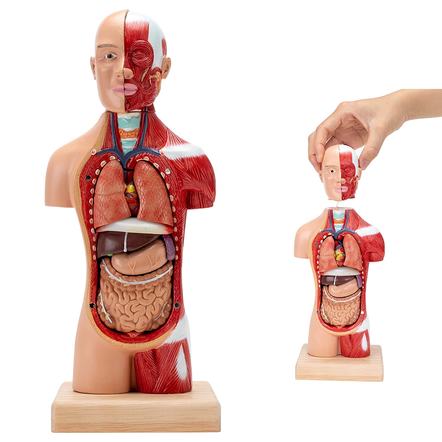 RONTEN New Human Torso Body Model Anatomy Models Removable 15 Parts