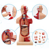 RONTEN New Human Torso Body Model Anatomy Models Removable 15 Parts display