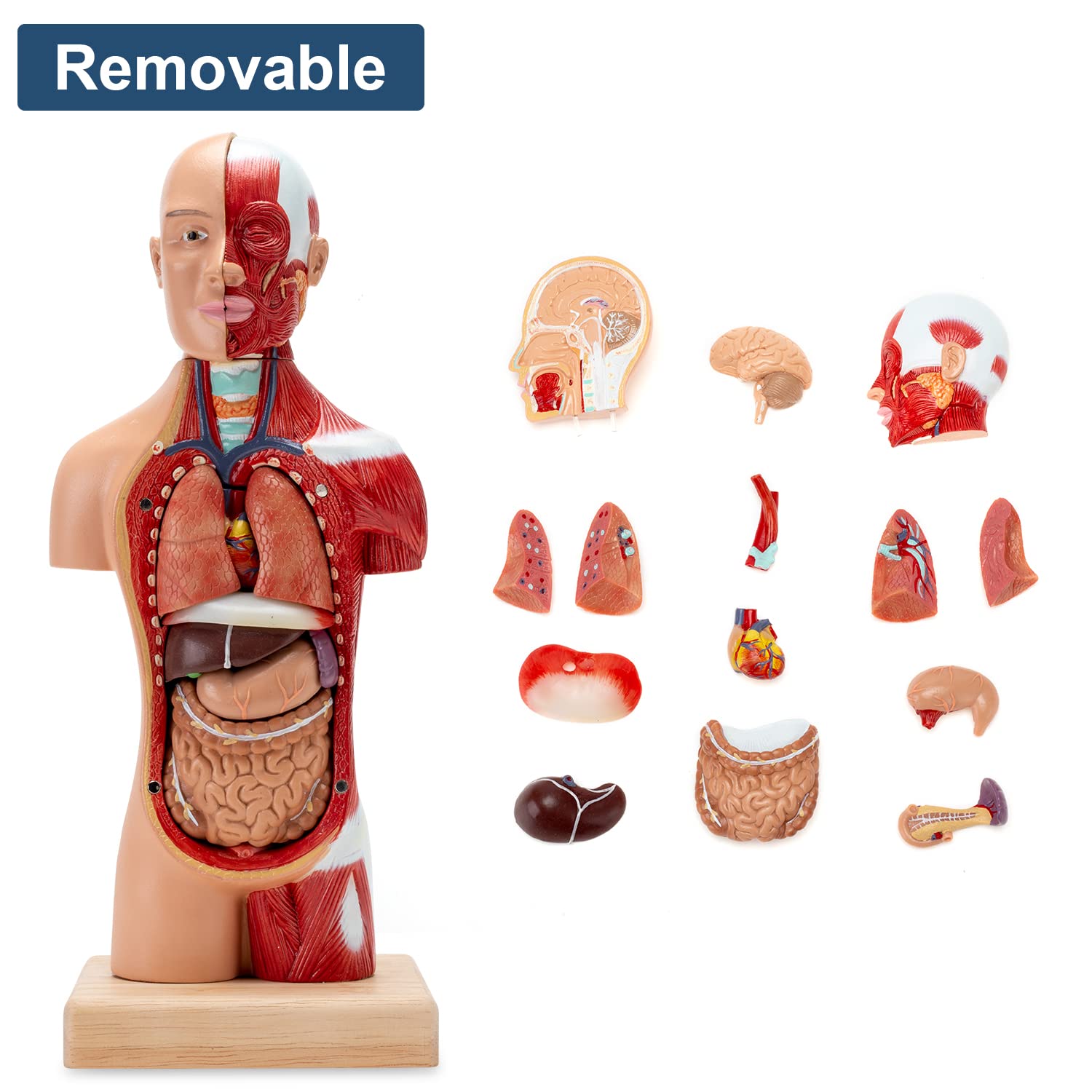 Torso Body Model Anatomy Models Removable 15 Parts
