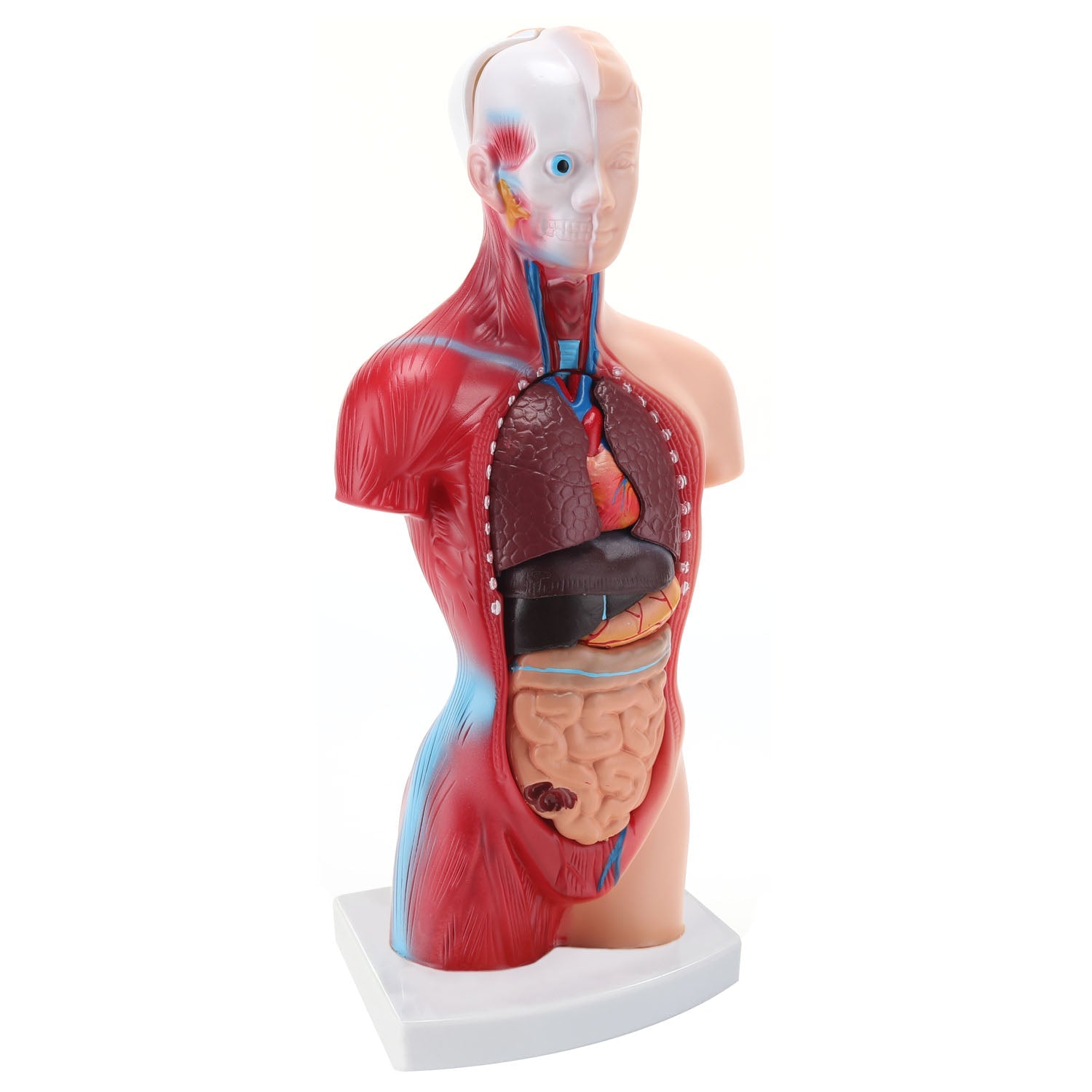RONTRN,anatomy models, anatomical models, medical education models, teaching models, medical simulator,10.6 inch Medical Torso