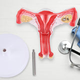 Anatomical Bilateral Ovarian Uterus Model,anatomy models, anatomical models,RONTEN,Human Female Uterus Ovary Model
