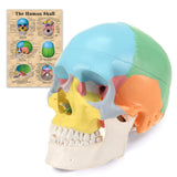 RONTEN Human Skull Anatomical Model Painted Medical Skull Model