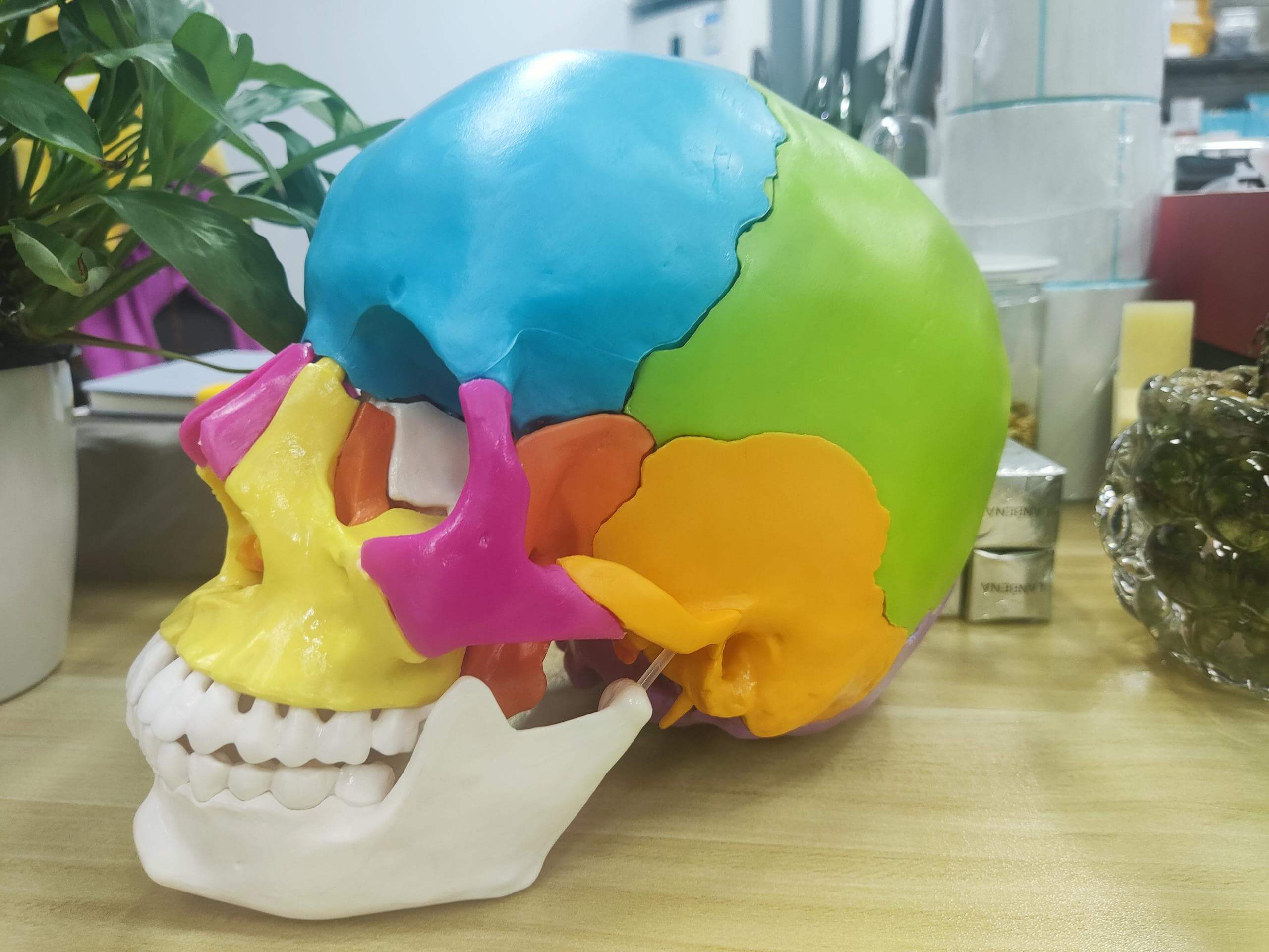 RONTEN Human Colored Skull Model Life Size Exploded Anatomical Skull Model