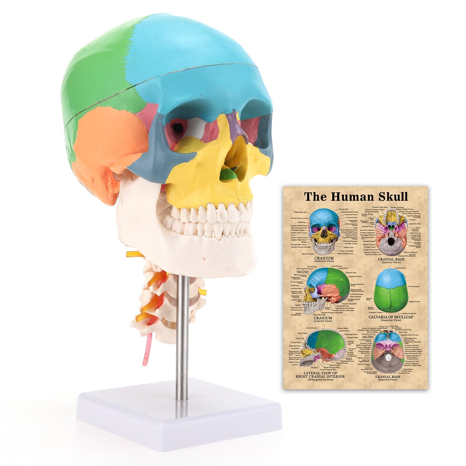 RONTEN,Human Anatomy Colored Skull Model,anatomical models, medical education models, teaching models, medical simulator, healthcare training, medical school, display model, demonstration model,skeleton Model,Painted Medical Skull Model